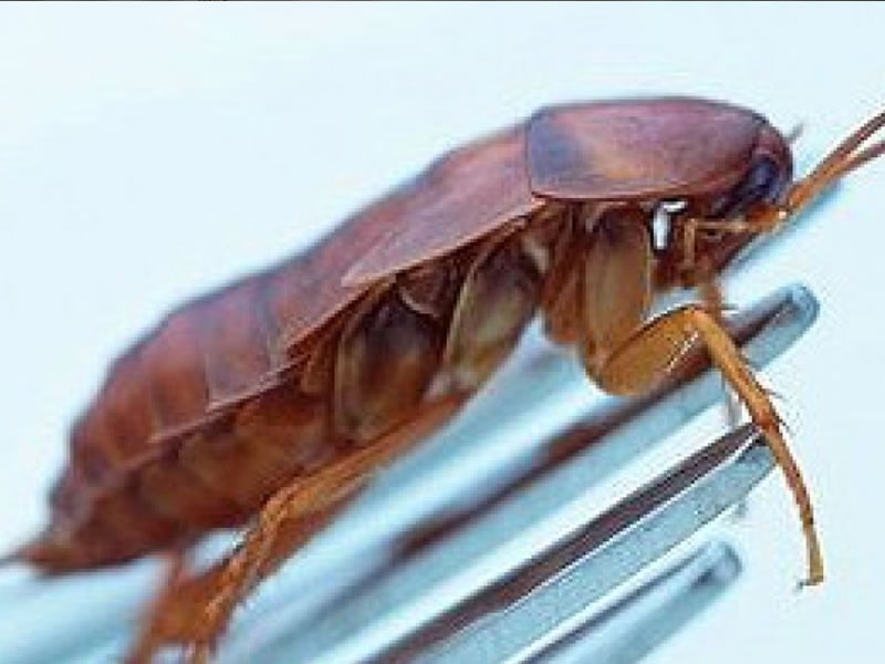 Fumigación de Cucarachas