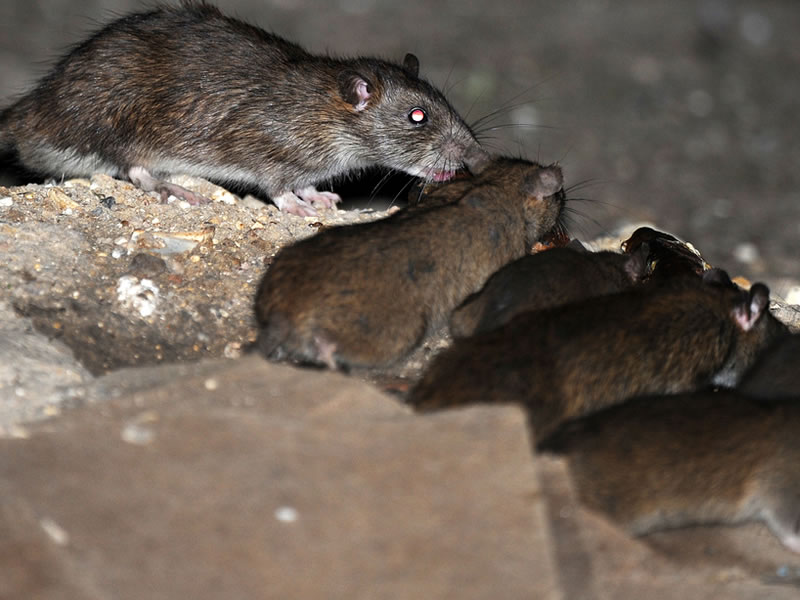 Fumigación de  Roedores