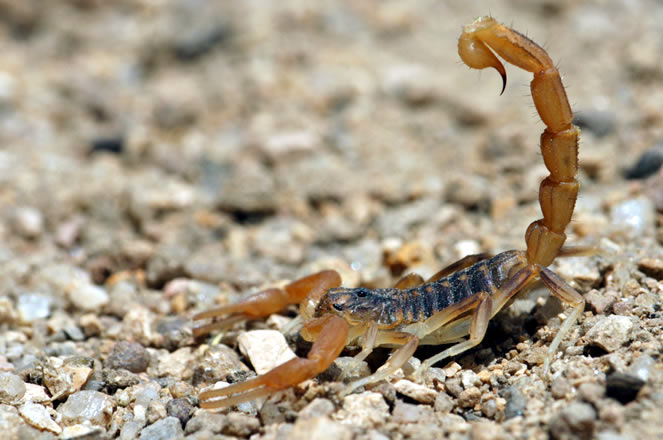 Fumigación de Alacranes
