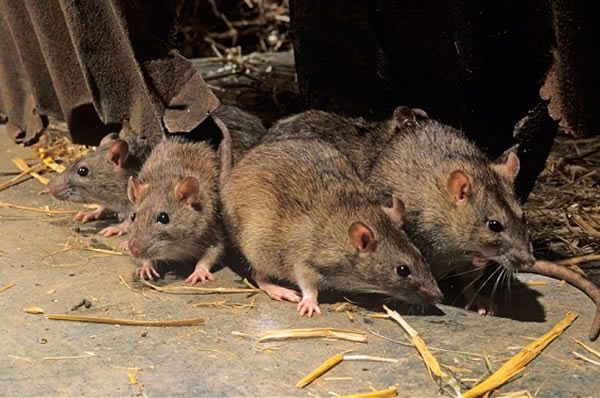 FUMIGACIONES DE PLAGAS, CUCARACHAS, CHINCHES DE CAMA, RATONES