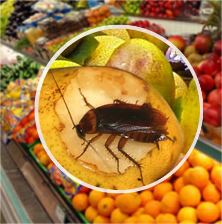 FUMIGACIONES DE PLAGAS, CUCARACHAS, CHINCHES DE CAMA, RATONES