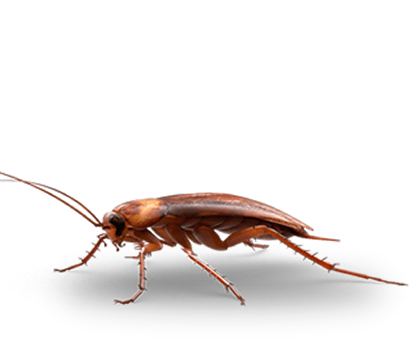 FUMIGACIONES DE PLAGAS, CUCARACHAS, CHINCHES DE CAMA, RATONES