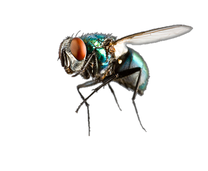 FUMIGACIONES DE PLAGAS, CUCARACHAS, CHINCHES DE CAMA, RATONES