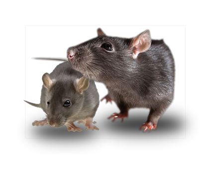 FUMIGACIONES DE PLAGAS, CUCARACHAS, CHINCHES DE CAMA, RATONES